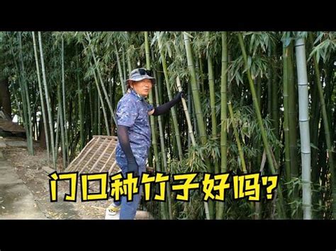 家裡可以種竹子嗎|家裡可以種竹子嗎？ 室內種植竹子的方法和技術